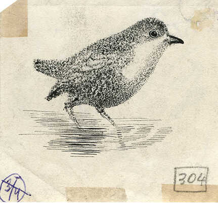 Курдов Валентин Иванович. Лот из восьми иллюстраций к повести В. Бианки, закрепленных на одном паспарту 